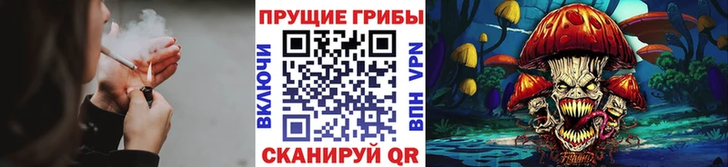 Купить где  Беслан  Галлюциногенные грибы Psilocybine cubensis 